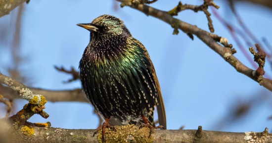 City, USDA to Treat Starling Population